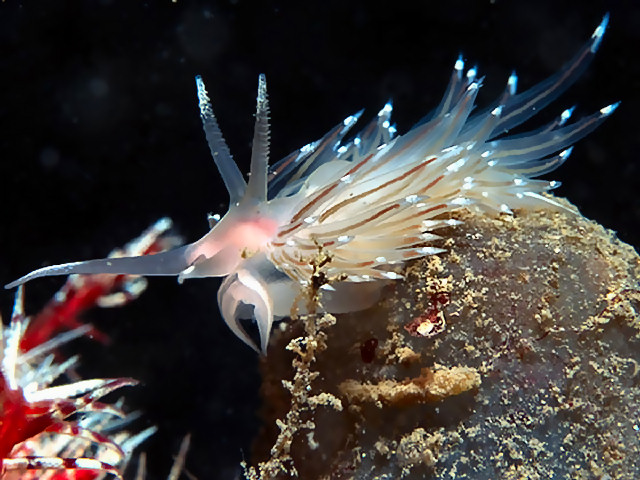 Facelina bostoniensis